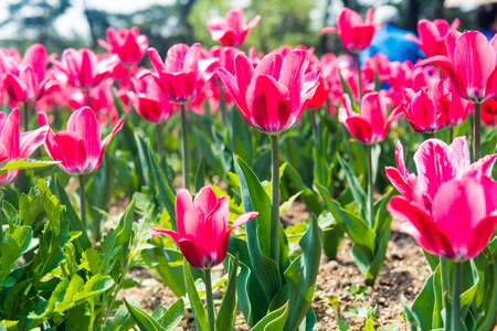 Pink field of tulipの写真素材