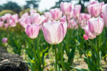 Pink field of tulipの写真素材