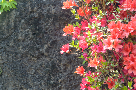 royal azalea blossom of springの写真素材