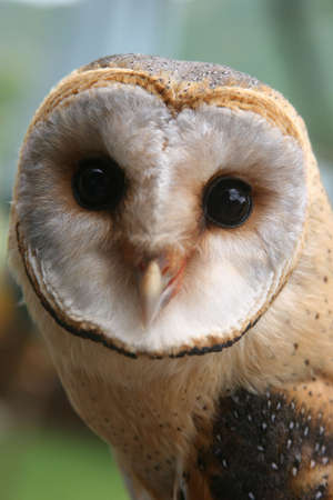 The Owl looking at the cameraの写真素材