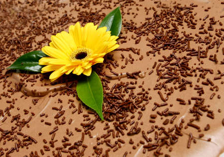 Brown chocolate puding with daisy onの写真素材