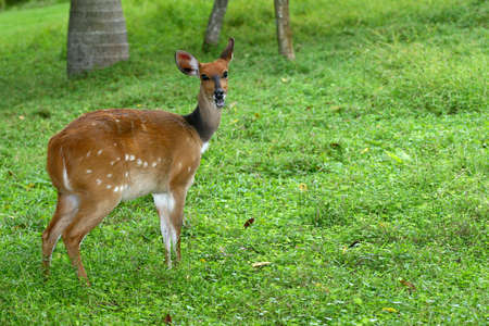 Goat standing on green grassの写真素材