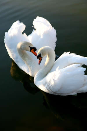 Two swans on lakeの写真素材