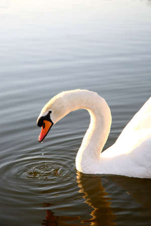 Swan on lakeの写真素材