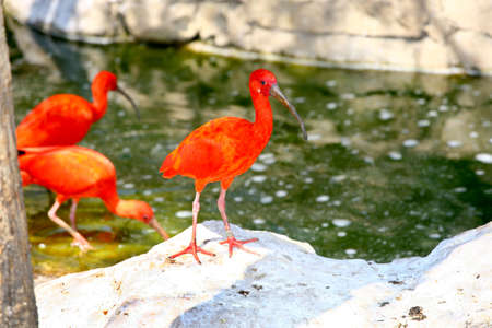 Three unique red feather birds next to a pondの写真素材