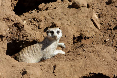 A small animal in its natural environment 