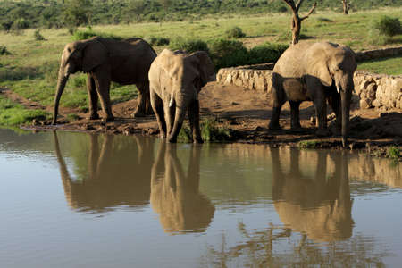 Elephants drinking water at a waterhole