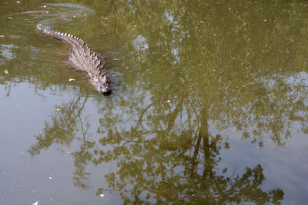 A crocodile swimming in the water  の写真素材
