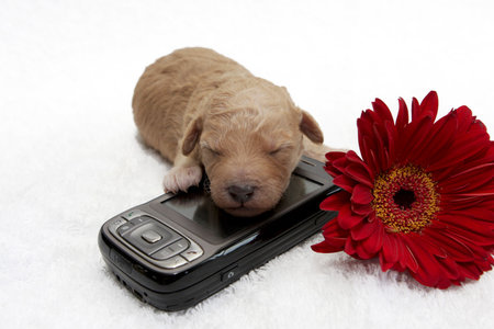 A little puppy sleeping close to a cell phone の写真素材