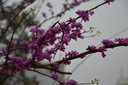 unknown sexy pink flowerの写真素材