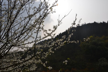 Pear flower in the sunの写真素材