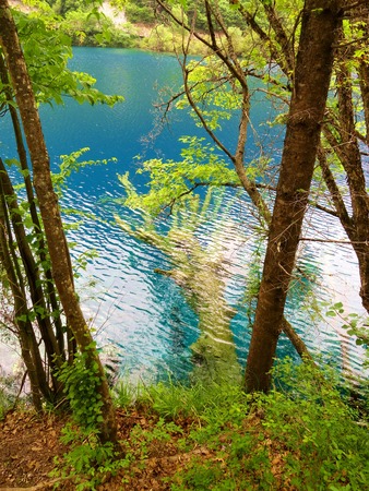 Underwater treesの写真素材