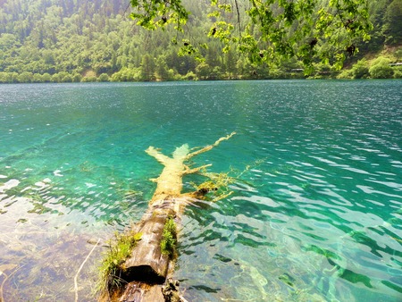 Underwater treesの写真素材