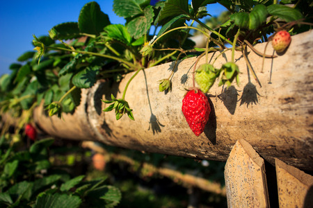 red strawberryの写真素材