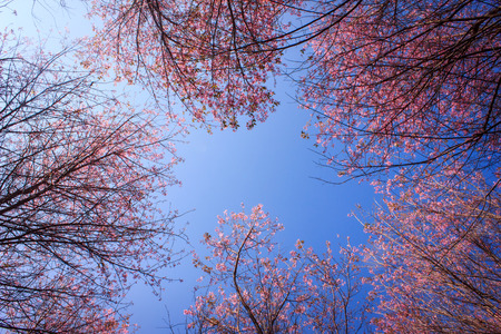 swing angle view of pink wild Himalayan cherry flowers with blue skyの写真素材