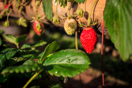 strawberry ripe and raw on bamboo potsの写真素材