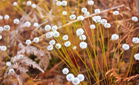 group of white wildflower in the meadow of the park