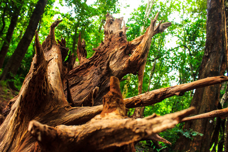 close up strange timber in the forestの写真素材