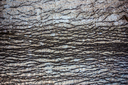 stripes of gray bark that looks confused