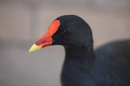 A close up of an Australian Swam Henの写真素材