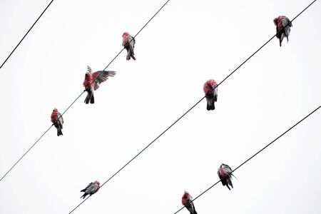 Australian pink and grey galahs on electrical wiresの写真素材