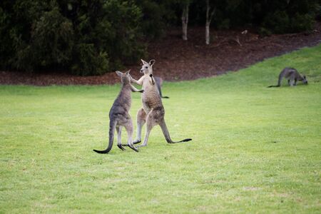 two wild juvenile eastern grey kangaroos fighting on grass with other kangaroos in back groundの写真素材