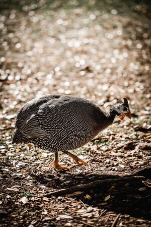 guinea fowl back lit fosiking under a treeの写真素材