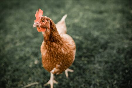 Isa brown hen chicken standing on grassの写真素材