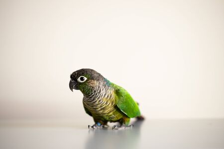 captive Green Cheek Conure with a blue leg ring (Pyrrhura molinae)の写真素材