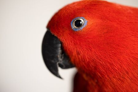 Bright colorful female eclectus parrot (eclectus roratus)の写真素材