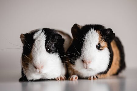 Two tri colored tan, blank and white american breed guinea pigs sitting next to each other, shallow depth of field selective focus taken with a macro lensの写真素材
