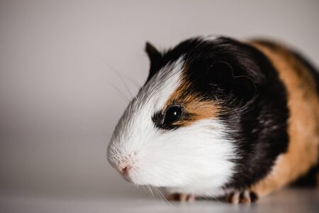 tri color american guinea pig with room for copy spaceの写真素材