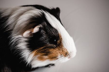 Tri color american guinea pig faceの写真素材