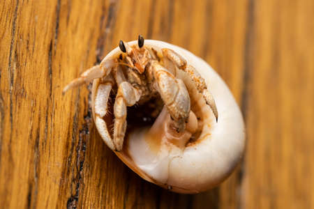 An Australian Land Hermit Crab (Coenobita variabilis) lying on its back in a curved shell