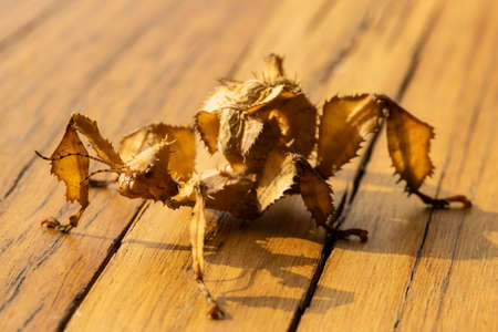 macro, shallow depth of field. A juvenile female Australian spiny leaf insect, Extatosoma tiaratum