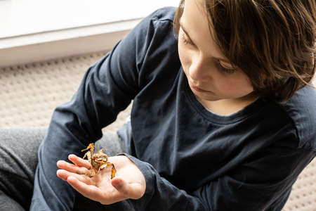 A juvenile female Australian spiny leaf insect, Extatosoma tiaratum being held by a boy