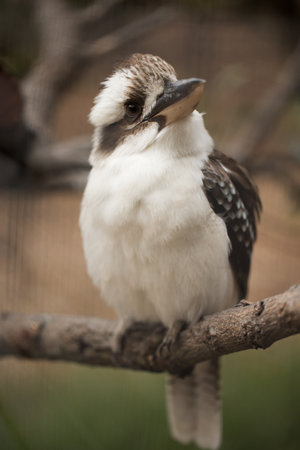 A shallow depth of field photo of an australian laughing kooaburra (dacelo)の写真素材