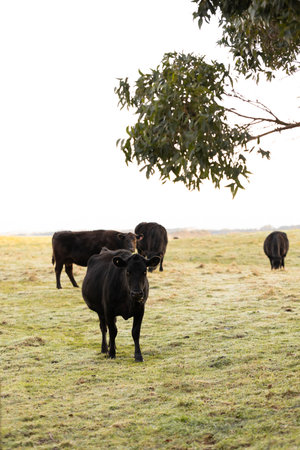 A black cow standing under eucalypt vegetation in an Australian country paddock with other cows in the backgroundの写真素材