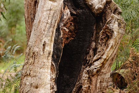 A selective focus photo of an Australian eucalyptus tree stump which has been hollowed out during a...