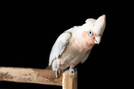 A shallow depth of field photo of an Australian galah corella hybrid parrot  on a black backgroundの写真素材