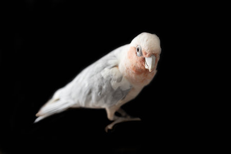 A shallow depth of field photo of an Australian galah corella hybrid parrot  on a black background
