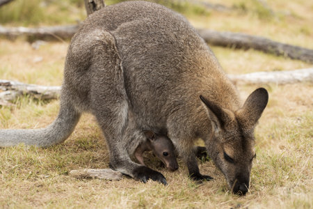 An Australian marsupial red necked wallaby  (Macropus rufogriseus) eating grass, there is a baby joey sticking it's head out of the pouch. selective focus on the mother's head.の写真素材