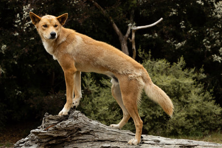 An Australian vulnerable animal, wild dingo with orange fur (Canis lupus dingo)の写真素材