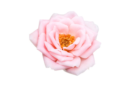 Beautiful pink rose top view isolatedの写真素材