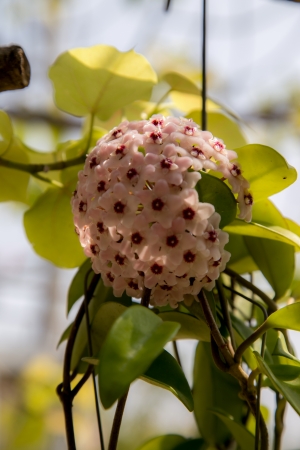 Hoya flowerの写真素材