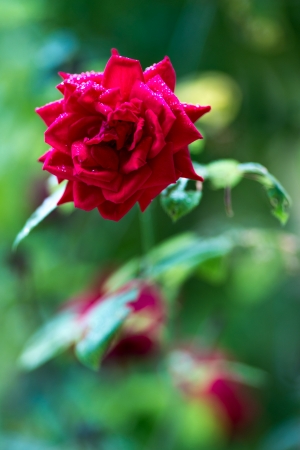 red rose 3Dの写真素材