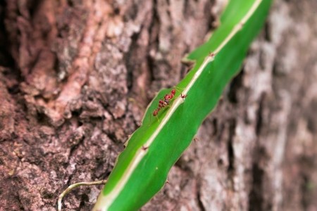 Two red antsの写真素材