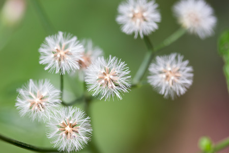 flora grass backgroundの写真素材