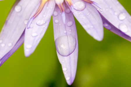 Water drop on lotusの写真素材