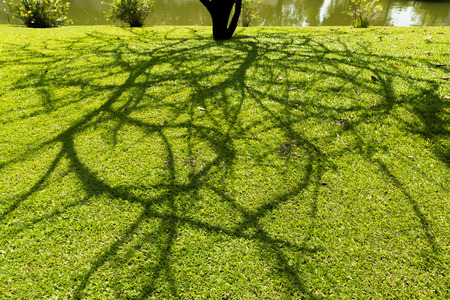 Shadow of treeの写真素材